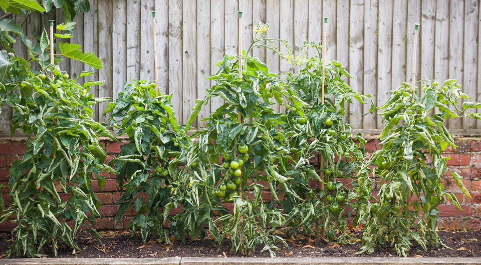 Скручене листя помідорів: діагностика проблем, пов'язаних з хворобами та неправильним поливом.