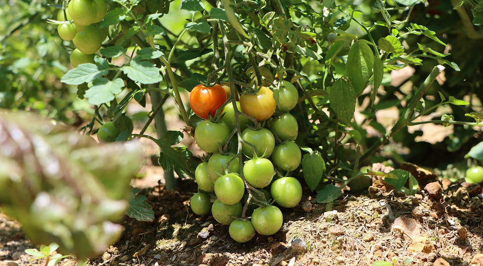 Підживлення помідорів у серпні: вибір добрив та правильне внесення для рясного врожаю.
