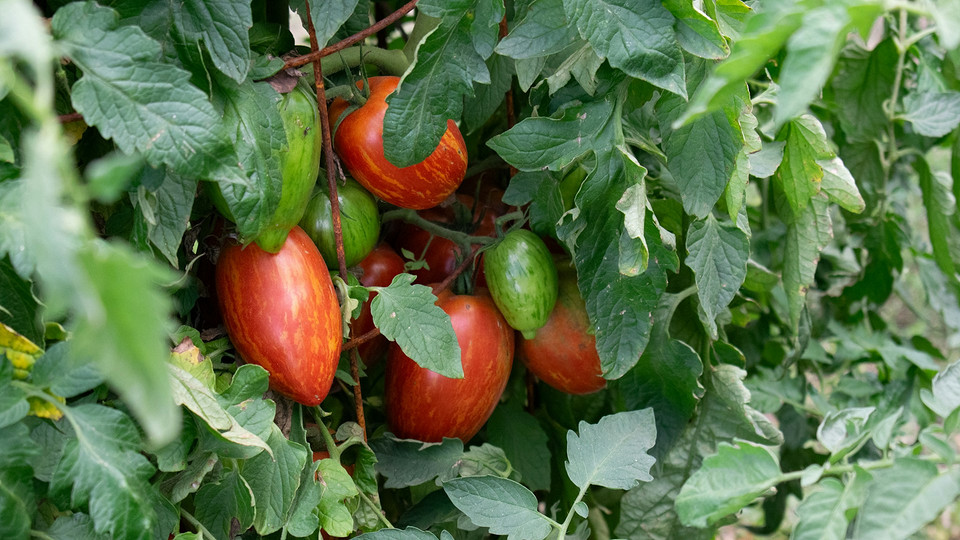 Догляд за томатами в серпні: підживлення для збільшення урожайності та захисту від хвороб.