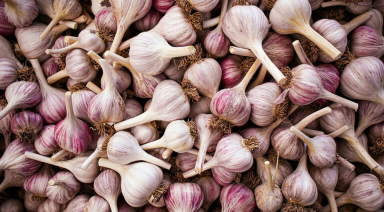 Оптимальні терміни посадки озимого часнику для великого врожаю: поради експерта. — Коли садити часник під зиму 2025