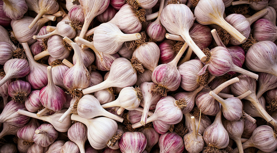 Підготовка озимого часнику до посадки під зиму 2025: вибір дати та підготовка ґрунту