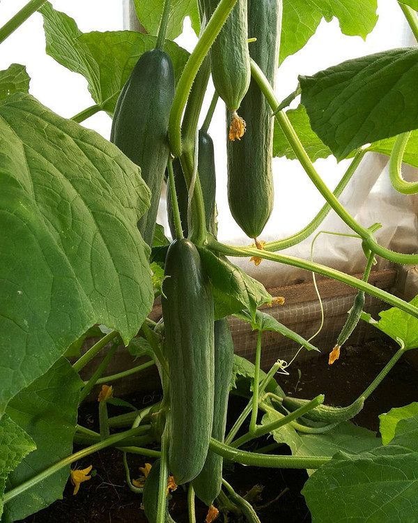 Ранні сорти огірків: вирощування Гуннара, Амура, Куража та інших сортів для українського городу.