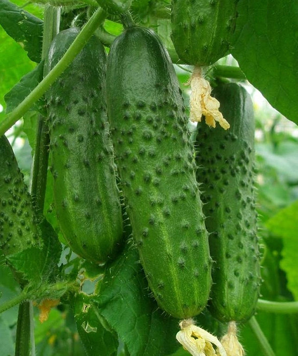 Ранні огірки: догляд та вирощування сортів, стійких до хвороб, на вашій ділянці