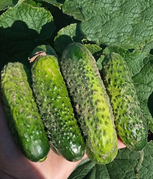 Саджанець раннього огірка на грядці, готовий до активного росту та плодоношення.