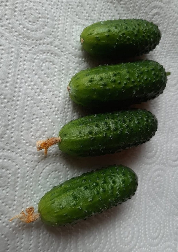 Збір ранніх огірків сорту корнішон: свіжі, хрусткі та ідеальні для консервування.