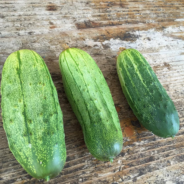 Самозапильний ранній огірок на городі: гарантований врожай без потреби в бджолах.