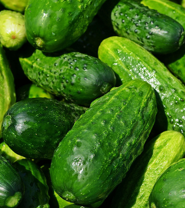 Самозапильні ранні огірки: оптимальний вибір для невеликих теплиць та відкритого ґрунту