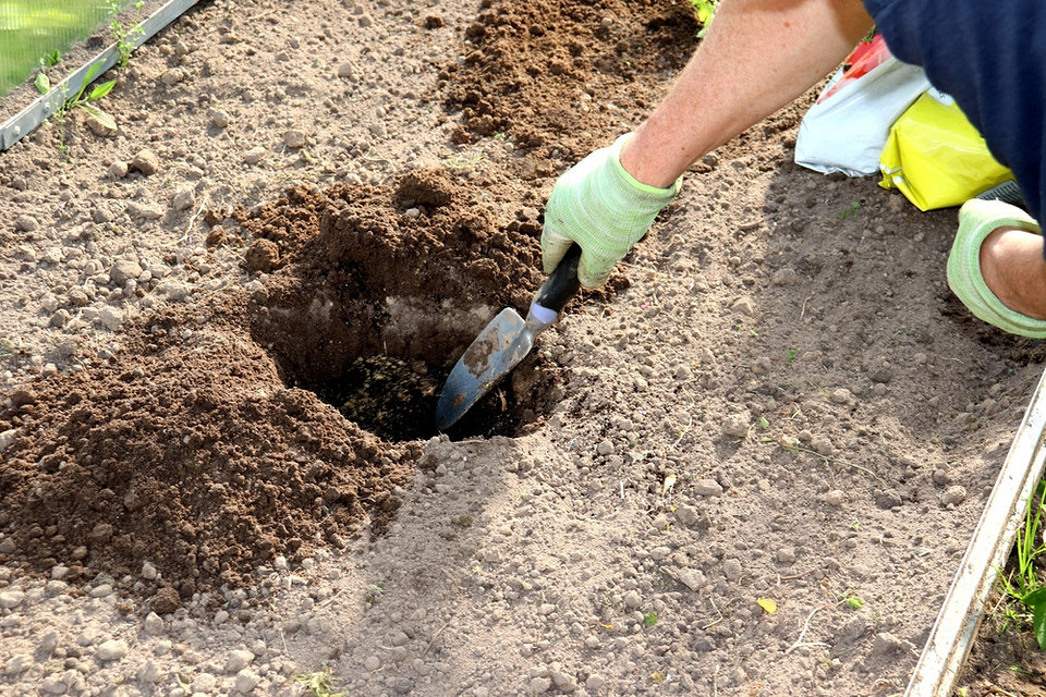 Процес внесення рибного борошна в ґрунт для підживлення рослин, натуральне добриво.
