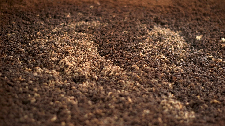 Рибне борошно – екологічно чистий спосіб підживлення рослин, користь для ґрунту.