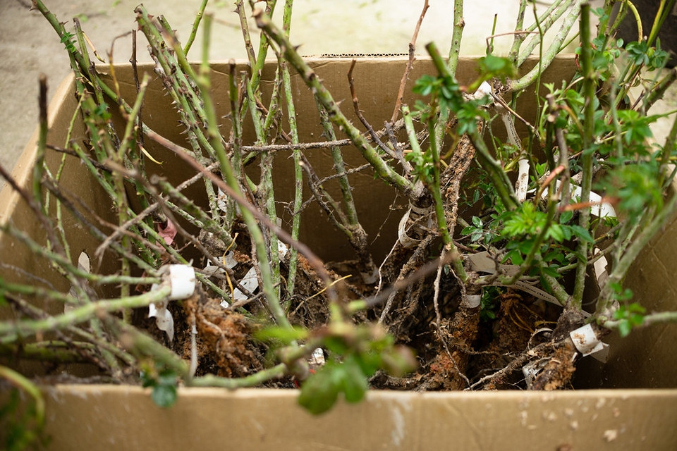 Посадка троянд восени: вибір саджанців для успішного вкорінення та пишного цвітіння наступного року.