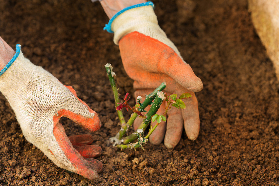 Посадка троянд восени: вибір саджанців та правильна посадка для пишного цвітіння