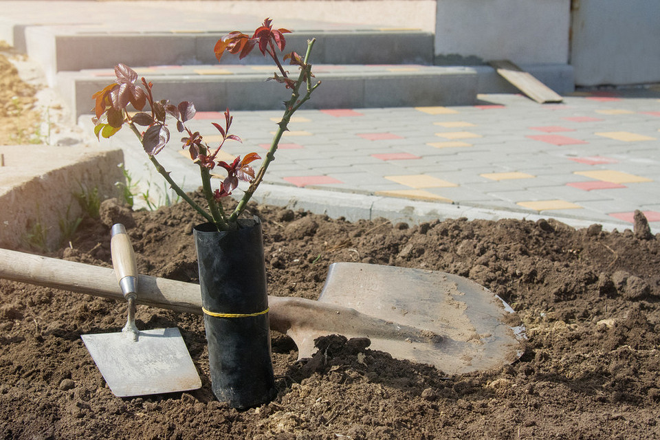 Правильна посадка троянд восени: секрети вкорінення для майбутнього пишного цвітіння