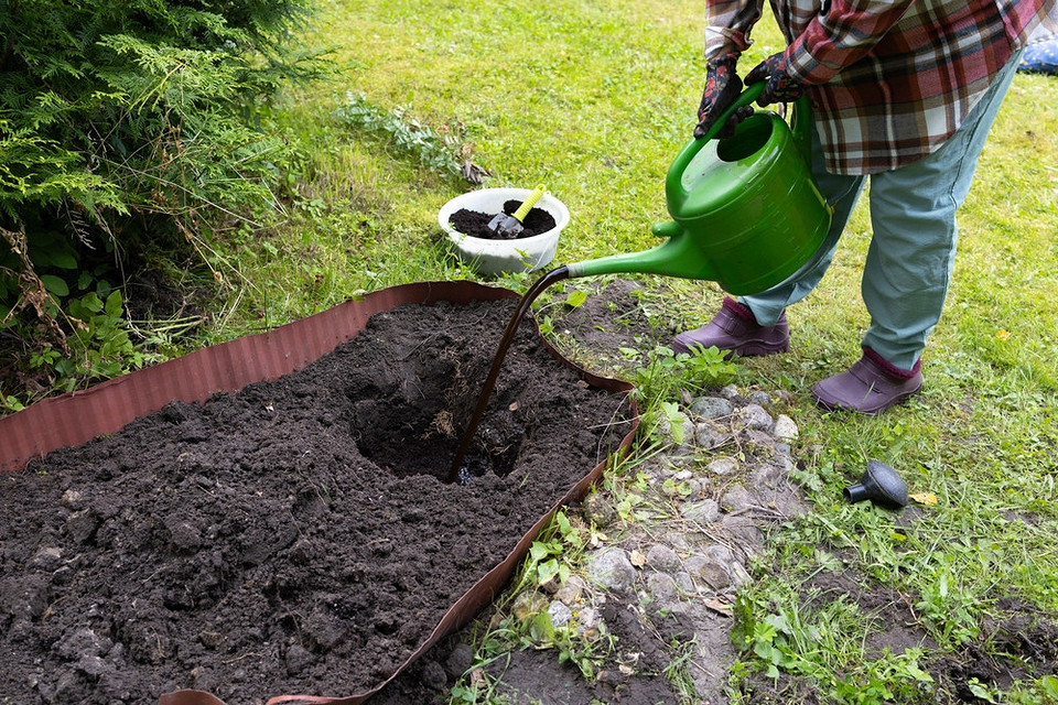 Підготовка ґрунту для осінньої посадки троянд: секрети правильного вкорінення саджанців.