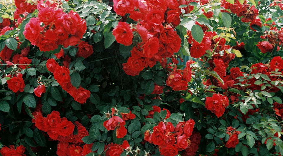 Осіння посадка троянд: вибір здорових саджанців для вдалої посадки та пишного цвітіння