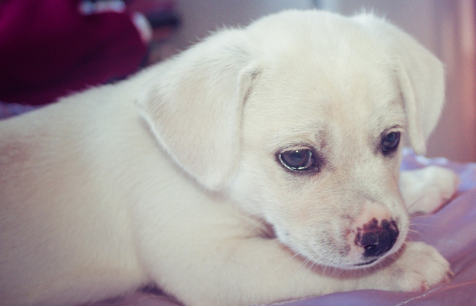 Пес гризе диван вдома: як відучити собаку гризти меблі в квартирі