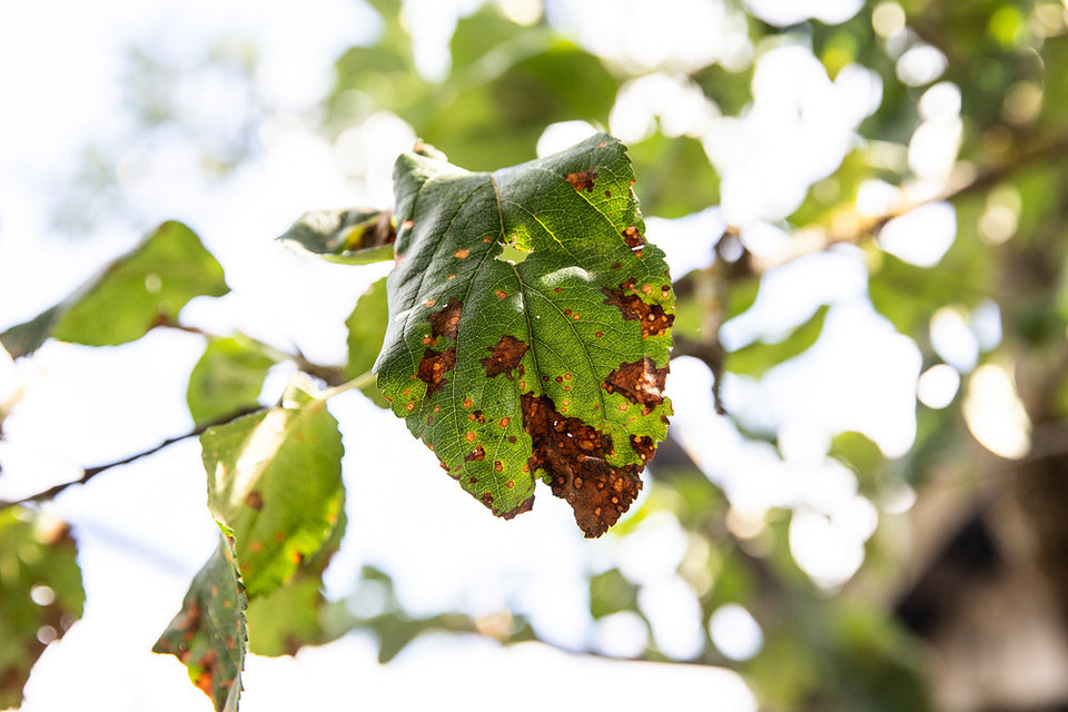 Фото: Різні сорти томатів, стійких до кладоспоріозу, вирощені в теплиці. Здоровий врожай.