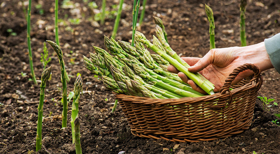 Вирощування спаржі у відкритому ґрунті: молоді пагони готові до збору, сорт спаржі