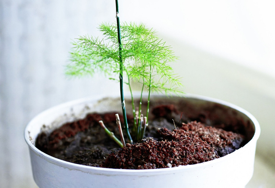 Сорти спаржі для України: зелені та білі пагони спаржі різного сорту на продаж