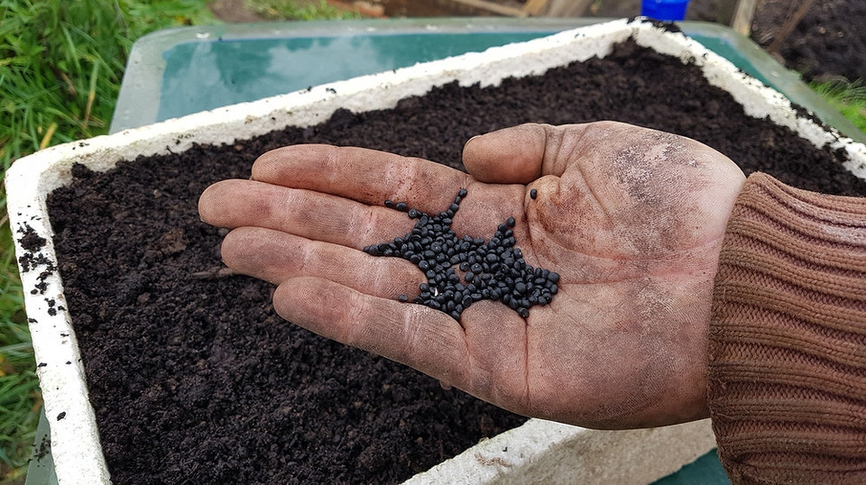 Вирощування спаржі в Україні: зелені пагони спаржі на відкритому ґрунті, готових до збору