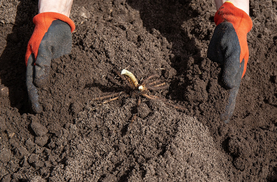 Посадка спаржі насінням: Молода розсада спаржі в горщиках, підготовка до пересадки