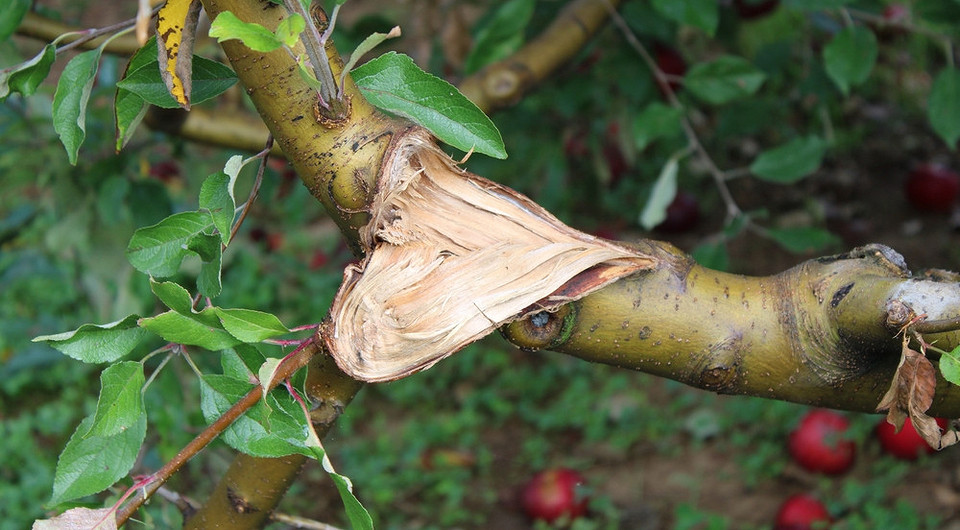 Тріщини та відшарування кори на яблуні: причини та методи лікування хвороби.