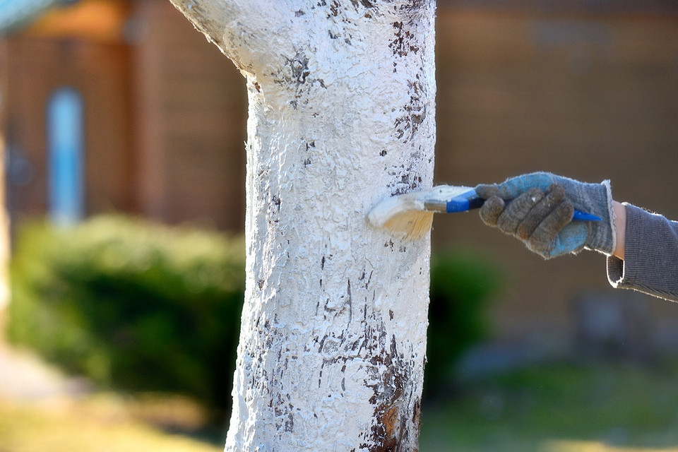 Лікування тріщин кори яблуні: важливість догляду для здоров'я дерева