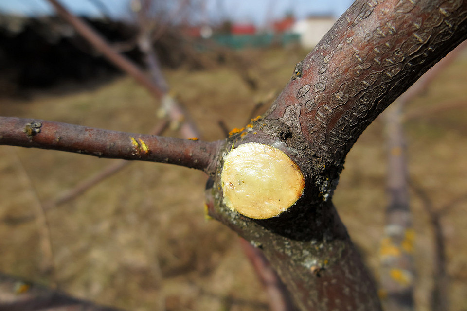 Відшарування кори на яблуні: визначення причини для правильного догляду та лікування