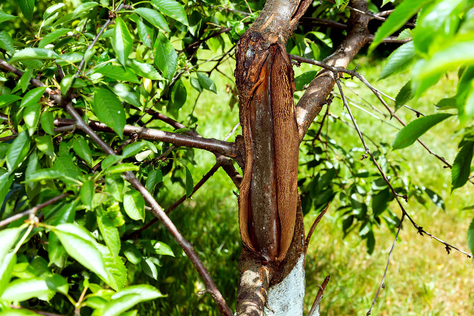 Кора яблуні тріскається і відшаровується: причини пошкоджень та способи врятувати дерево