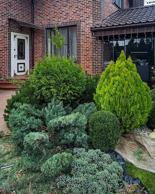 Топіарна стрижка туї: куляста форма у ландшафтному дизайні сучасного саду.