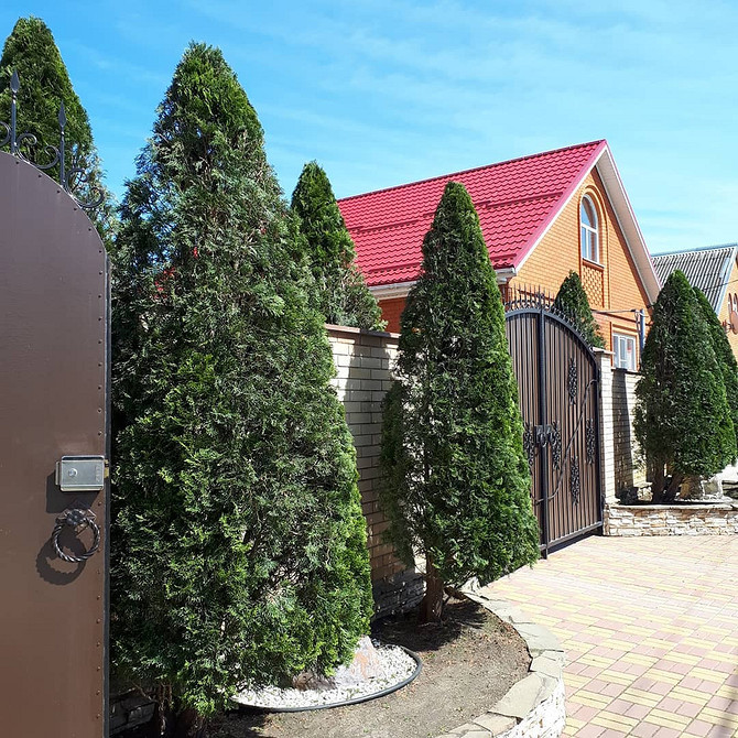 Туї Брабант в ландшафтному дизайні: щільна крона та швидкий ріст.