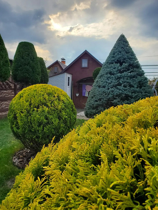 Топіарна стрижка туї: геометричні форми в дизайні сучасного ландшафту.
