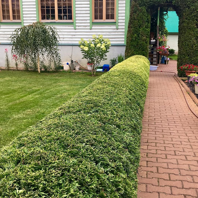 Туї в ландшафтному дизайні: гармонійне поєднання з іншими рослинами та елементами декору.