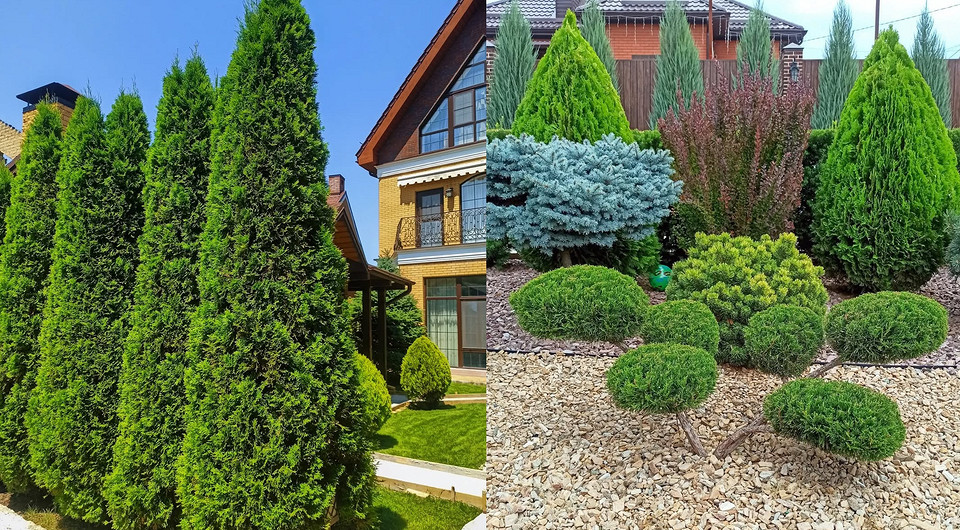 Туя в ландшафтному дизайні: гармонійне поєднання з іншими рослинами в саду