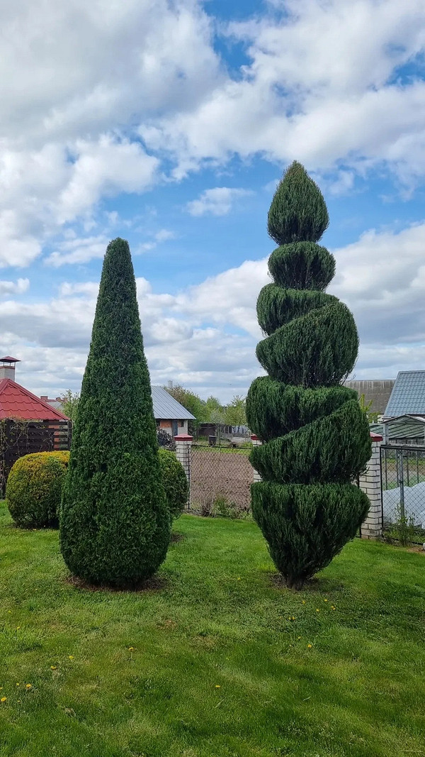 Туї в ландшафтному дизайні: гармонійне поєднання з іншими рослинами та елементами