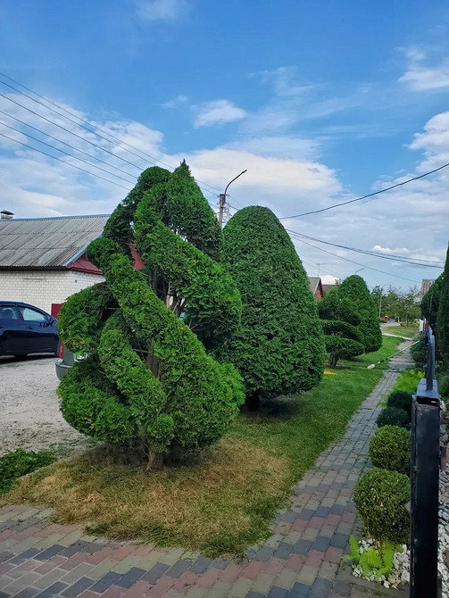 Туї в ландшафтному дизайні: як створити гармонійний простір з хвойними рослинами