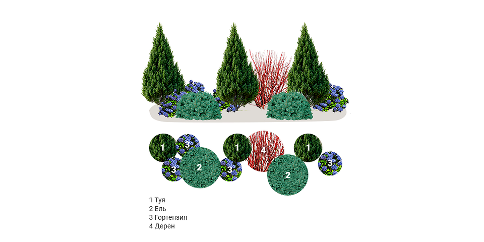 Приклад формування туї у ландшафтному дизайні: поєднання з іншими рослинами.
