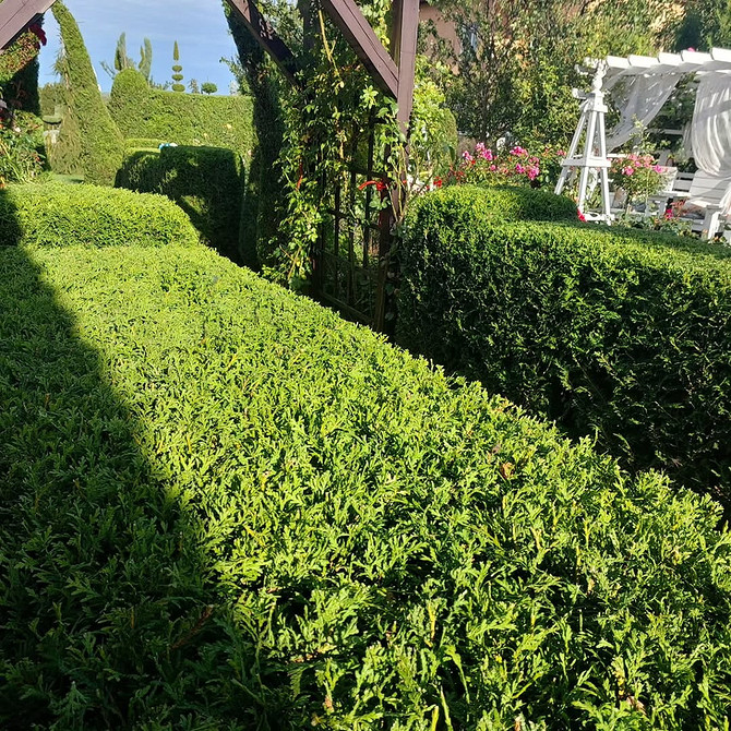 Використання туї для створення живої огорожі в ландшафтному дизайні присадибної ділянки.