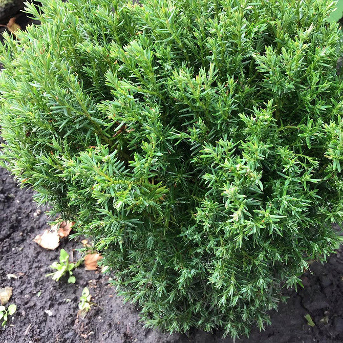 Використання туї в ландшафтному дизайні для формування зелених скульптур та оригінальних композицій.