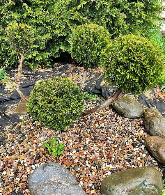 Туї в ландшафтному дизайні: використання для зонування простору та створення акцентів