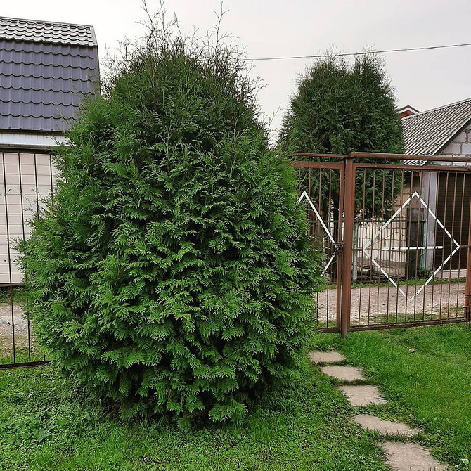 Садові композиції з туями та іншими вічнозеленими рослинами: гармонійне поєднання.