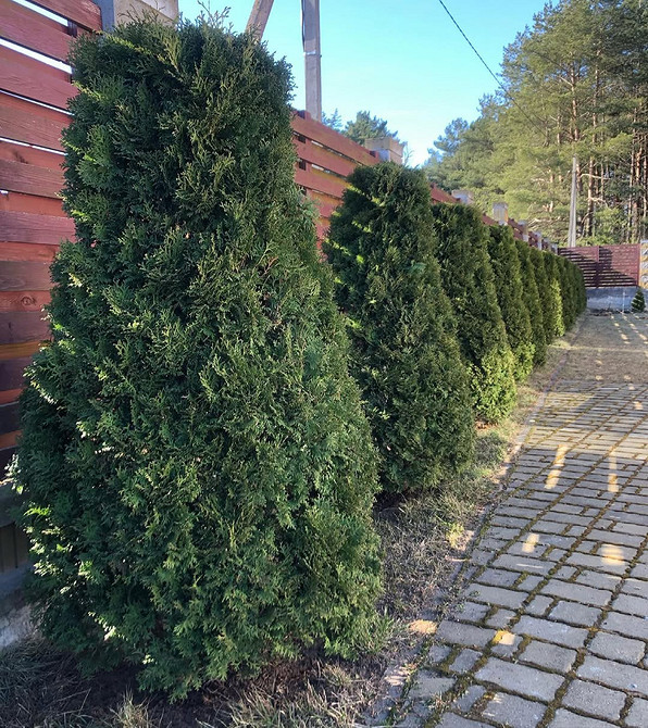 Композиції з туями різних сортів: різноманітність форм та кольорів у саду.