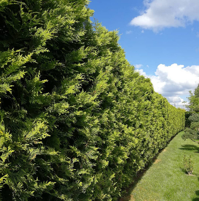 Туї в альпінарії: поєднання хвойних рослин та каміння у ландшафтному дизайні.