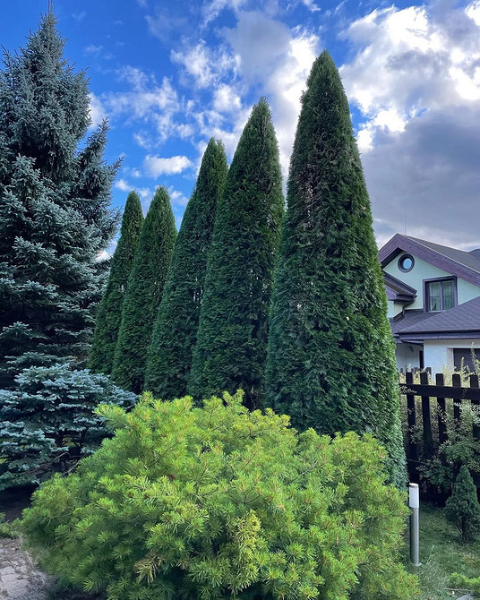 Стрижка кущів туї: створення оригінальних форм та фігур в садовому дизайні.