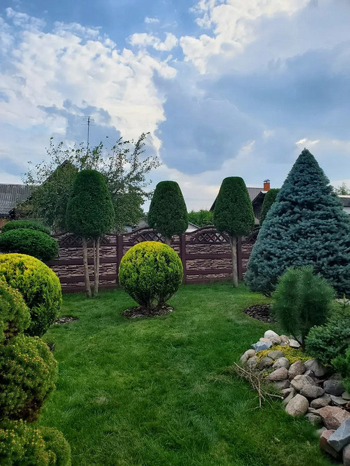 Туї в ландшафтному дизайні: комбінування з іншими рослинами для створення унікальних композицій