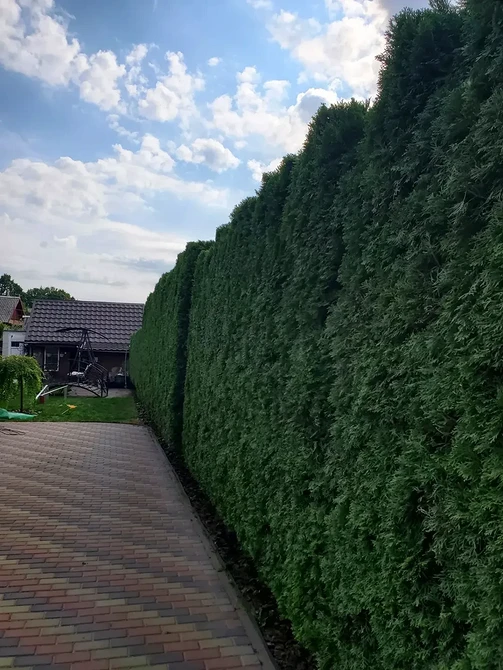 Різні форми туї в ландшафтному дизайні: вибір для вашого саду.