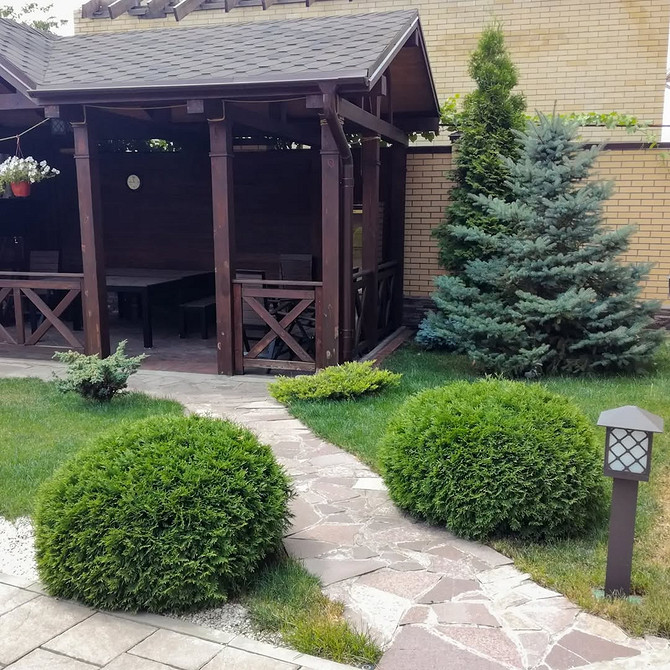 Посадка туї: важливі етапи та поради для забезпечення здорового росту.