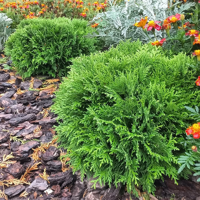 Туї, підстрижені у формі кулі: елегантний та сучасний ландшафтний дизайн.