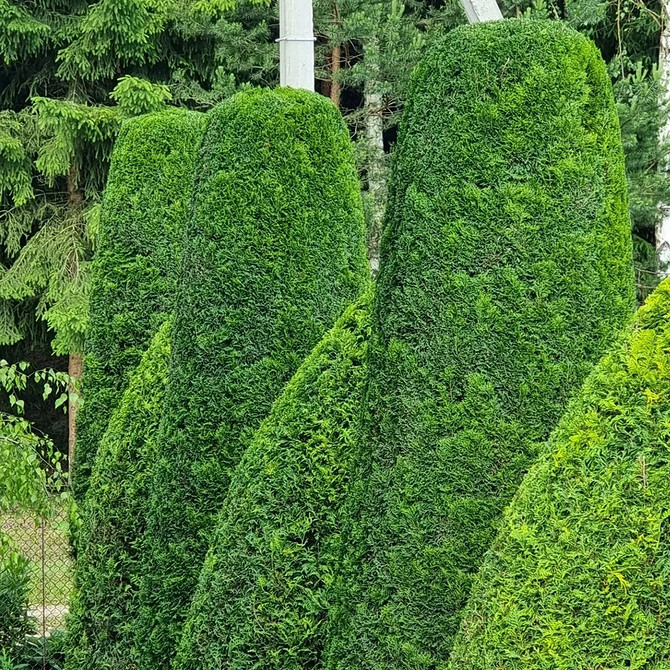 Догляд за туєю: полив, обрізка та захист від шкідників для здоров'я рослини