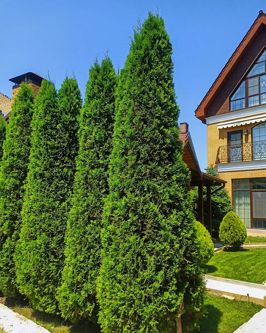 Декоративні елементи з туї в ландшафтному дизайні: креативні рішення