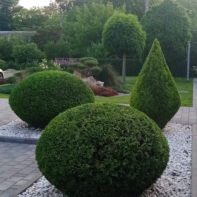 Туї в ландшафтному дизайні: створення затишного куточка для відпочинку на природі